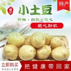 贵州威宁新鲜黄皮小土豆5斤装